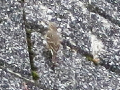 鳥さん