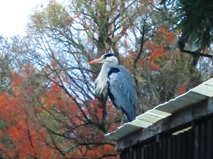鳥さん