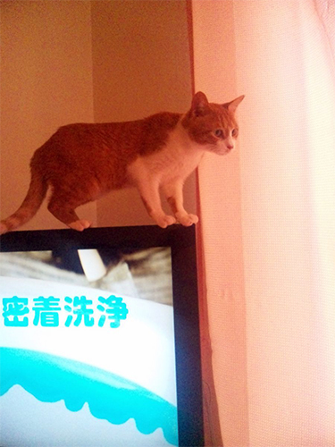 むごんのこうぎ7