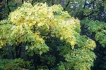 DSC02493.jpg