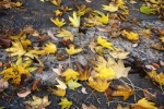 DSC02552.jpg