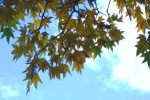 DSC02554.jpg
