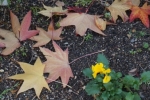 DSC02565.jpg