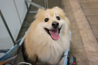 jil_petfair12ss.jpg