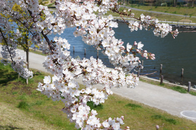 悲しい桜