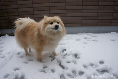 本日はベランダで雪遊び