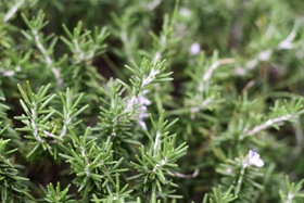 rosemary.jpg