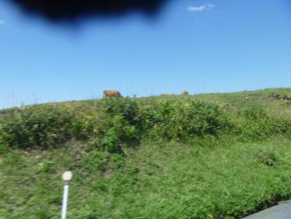 P1020341_1.jpg