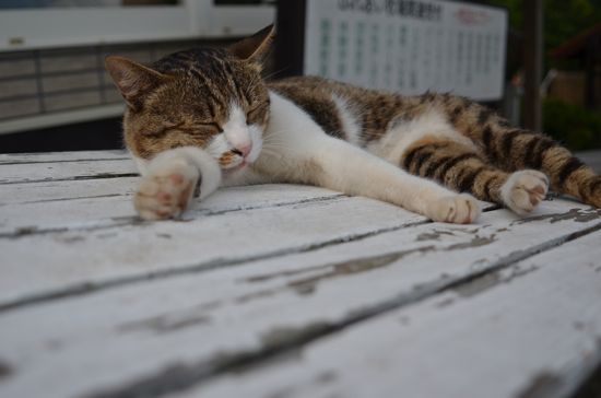 服部牧場の猫5