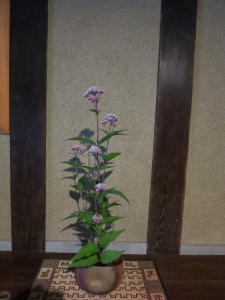 ヒヨドリバナの一種生け