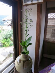 しおん