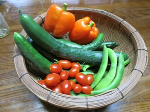 尼子さんちの野菜