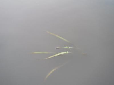 DSCF9446.jpg