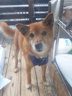 広島 りく 里親募集 柴犬 ♂ 推定6才 広島 里親募集 犬 ♂ 推定6才