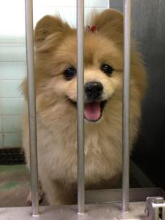 広島 犬 里親募集 センターポメラニアン ポメラニアン ♀ 10才以上 広島 犬 里親募集