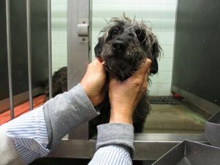 広島 犬 里親募集 雑種犬 ♂ 推定8才1 広島 犬 里親募集