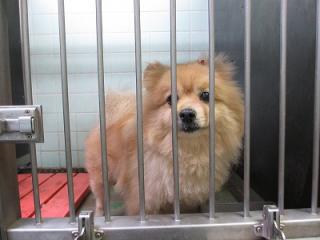 広島 犬 里親募集 センターポメラニアン ポメラニアン ♀ 10才以上2 広島 犬 里親募集