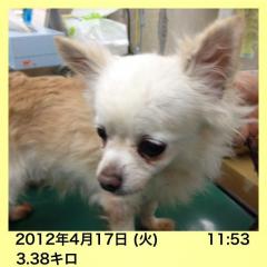 広島 犬 チワワ 里親募集 すもも ♀ 推定10才2 広島 犬 里親募集