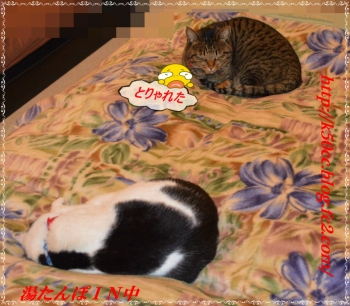 s02-1_20140201213439cfb.jpg