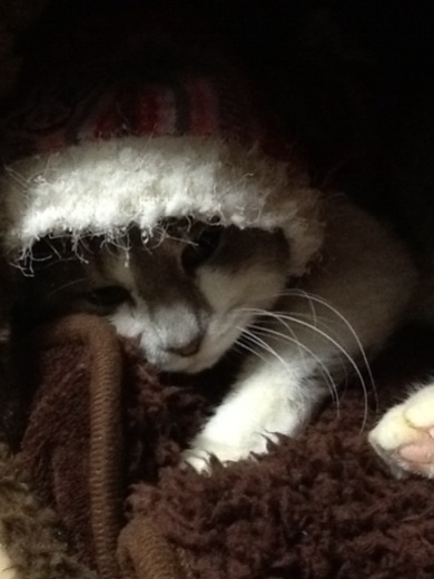 2013123020343180d.jpg