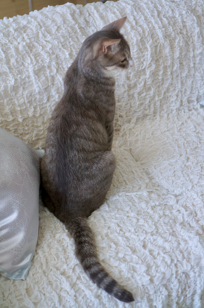DSC03661.jpg
