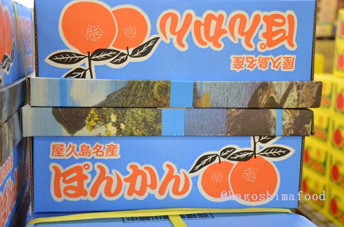 屋久島ポンカン