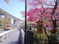 桜ともみじ.jpg