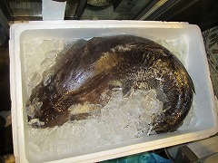 IMG_0113.jpg