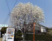 20120403_03.jpg
