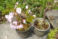 20120424_13.jpg