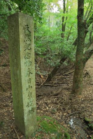 春日山原始林