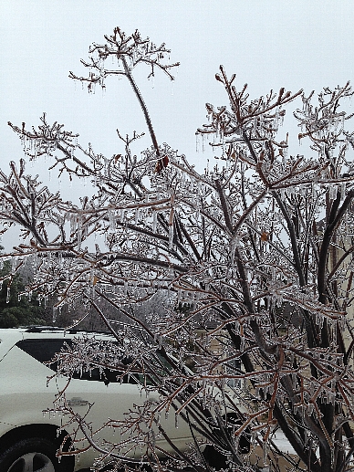樹氷
