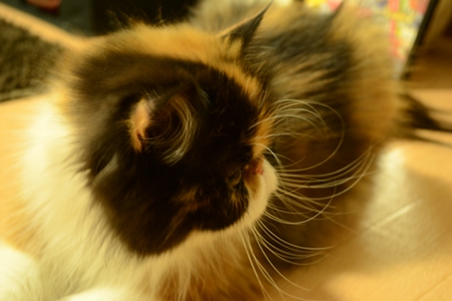 110918_1.jpg