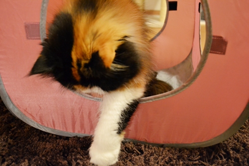 111019_5.jpg