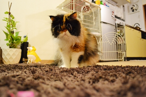 111024_1.jpg