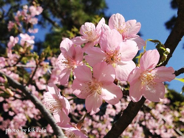 13-03-11河津桜接写