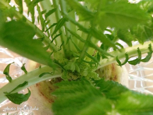 13-03-11大根部分