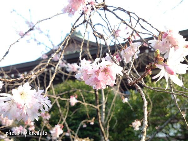 13-03-15四季桜