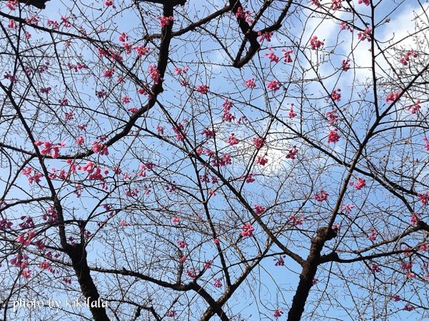 13-03-15緋寒桜