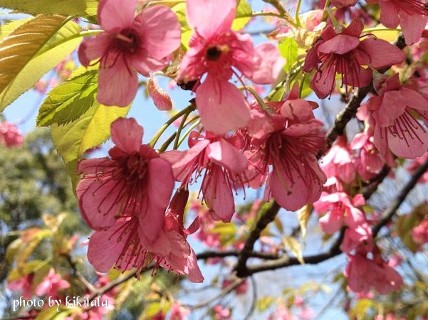 13-03-23寒緋桜