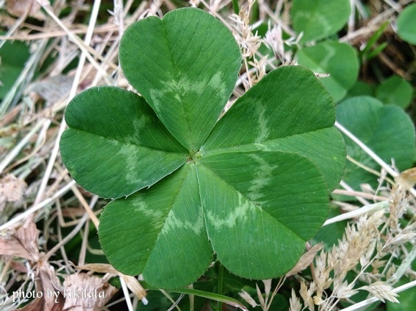 image_20130519225947.jpg