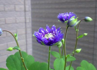 20120425 (18)