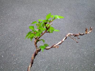 20120425 (15)