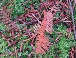 メタセコイアの紅葉