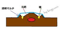 corntanemaki130511.jpg