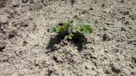 potato130429.jpg