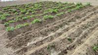 potato130523.jpg