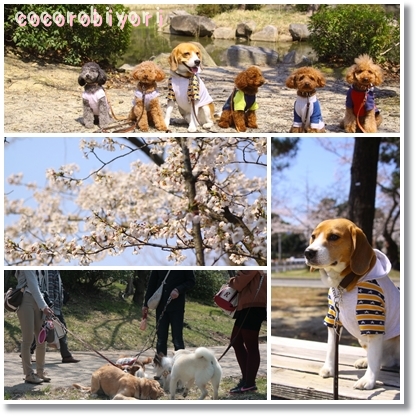 wantomo ohanami 2012