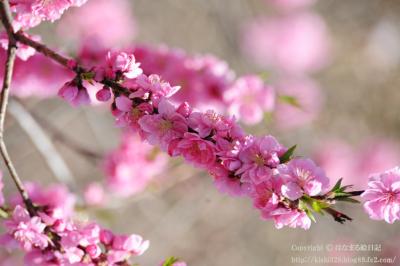 DSC_3805.jpg