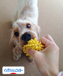 にほんブログ村 犬ブログ イングリッシュコッカースパニエルへ